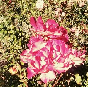 Meet your Posher, Anne